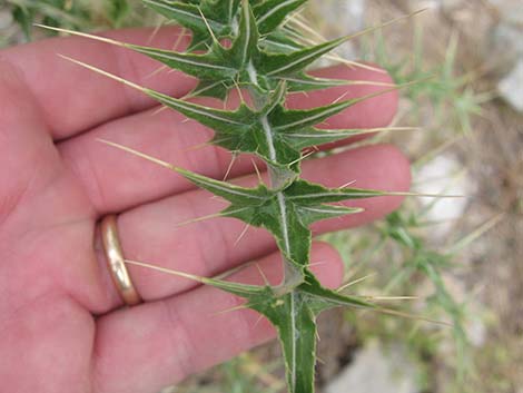 Arizona Thistle (Cirsium arizonicum)