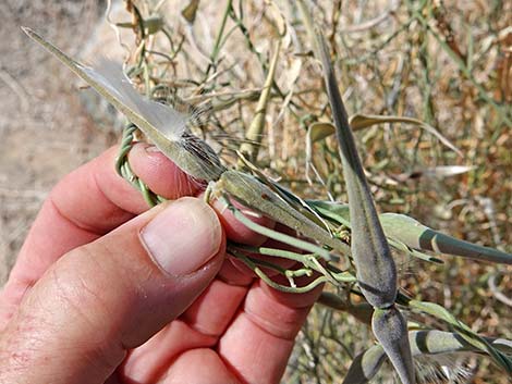 Utah Swallow-Wort (Cynanchum utahense)