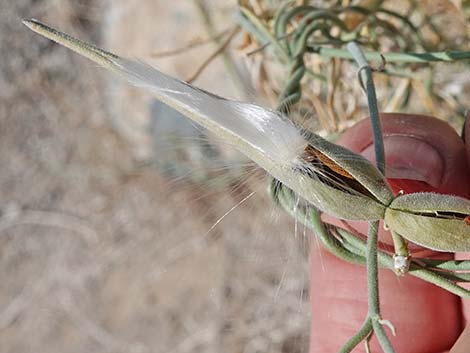 Utah Swallow-Wort (Cynanchum utahense)