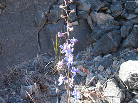 Desert Larkspur (Delphinium parishii ssp parishii)