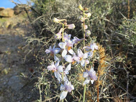 Desert Larkspur (Delphinium parishii ssp parishii)