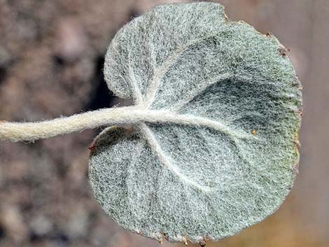 Skeletonweed (Eriogonum inflatum var. deflatum)