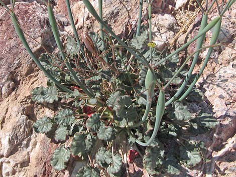 Desert Trumpet (Eriogonum inflatum)