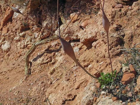 Desert Trumpet (Eriogonum inflatum)
