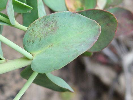 Horned Spurge (Euphorbia brachycera)