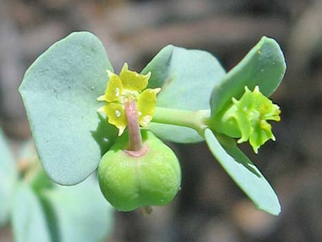 Horned Spurge (Euphorbia brachycera)