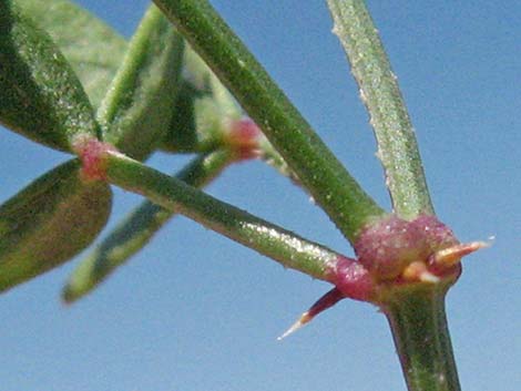 Sticky Fagonbush (Fagonia pachyacantha)