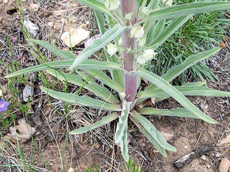 Elkweed (Frasera speciosa)