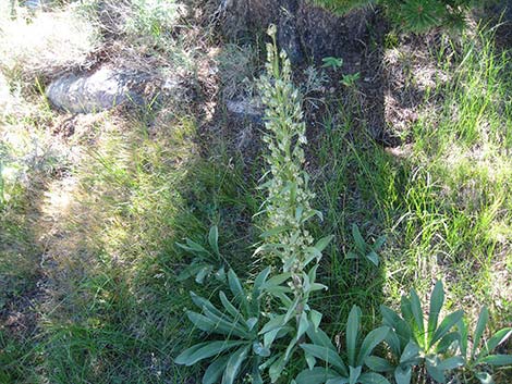 Elkweed (Frasera speciosa)