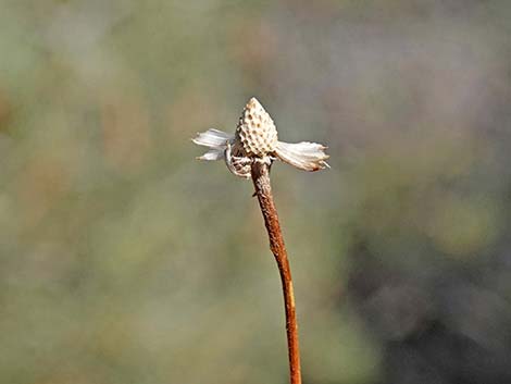 Nevada Goldeneye (Heliomeris multiflora)