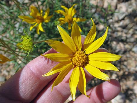 Nevada Goldeneye (Heliomeris multiflora)