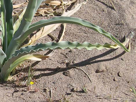 Desert Lily (Hesperocallis undulata)