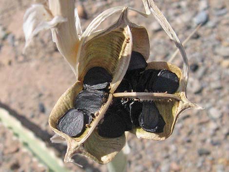 Desert Lily (Hesperocallis undulata)