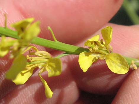 Shortpod Mustard (Hirschfeldia incana)
