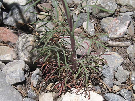 Cooper's Rubberweed (Hymenoxys cooperi)