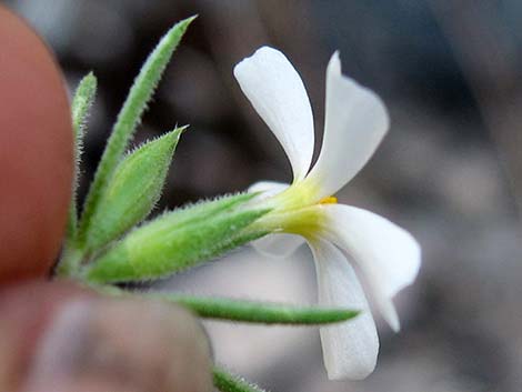 Nuttall's Linanthus (Leptosiphon nuttallii ssp. pubescens)
