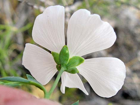 Lewis' Flax (Linum lewisii)