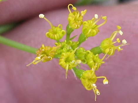 Alpine Biscuitroot (Lomatium graveolens var. alpinum)