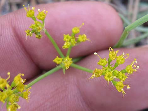 Alpine Biscuitroot (Lomatium graveolens var. alpinum)
