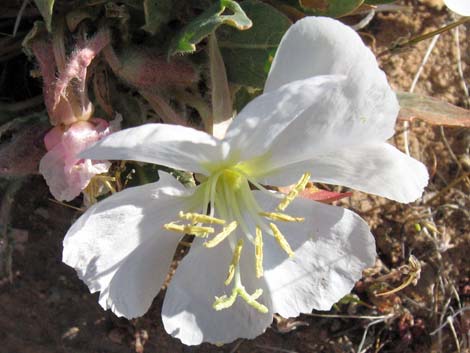California Evening Primrose (Oenothera californica)