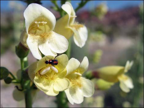 Yellow Pinto Beardtongue (Penstemon bicolor bicolor)