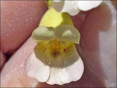 Yellow Pinto Beardtongue (Penstemon bicolor bicolor)