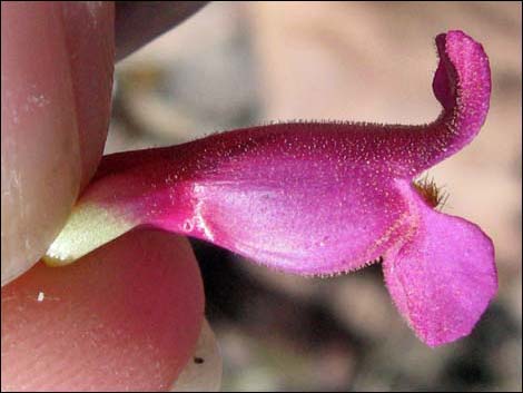 Rosy Pinto Penstemon (Penstemon bicolor var. roseus)