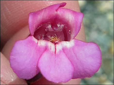 Rosy Pinto Penstemon (Penstemon bicolor var. roseus)