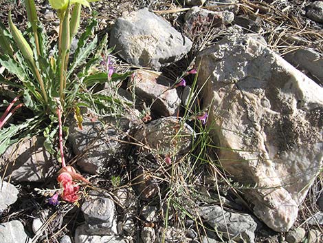 Siler's Penstemon (Penstemon linarioides ssp. sileri)