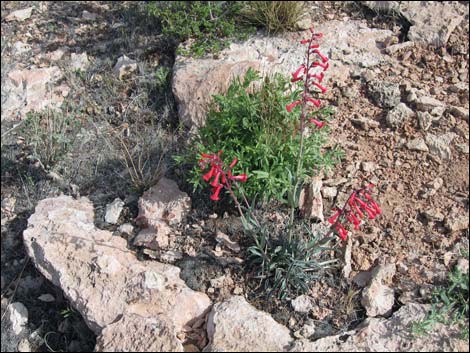 Utah Firecracker (Penstemon utahensis)
