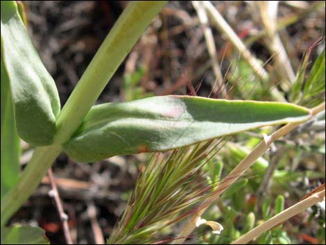 Utah Firecracker (Penstemon utahensis)