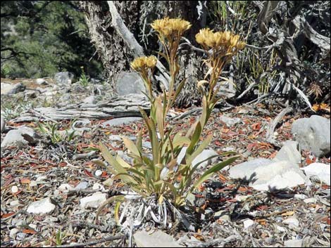 Rock Goldenrod (Petradoria pumila ssp. pumila)