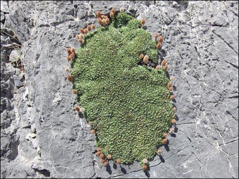 Mat Rockspirea (Petrophyton caespitosum)