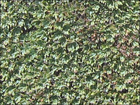 Mat Rockspirea (Petrophyton caespitosum)