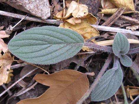 Charleston Phacelia (Phacelia hastata var. charlestonensis)