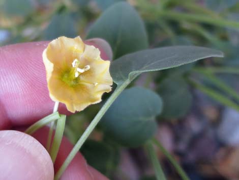 Yellow Nightshade Groundcherry (Physalis crassifolia)