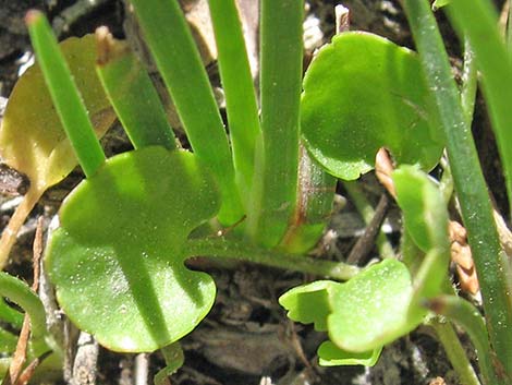 Alkali Buttercup (Ranunculus cymbalaria)