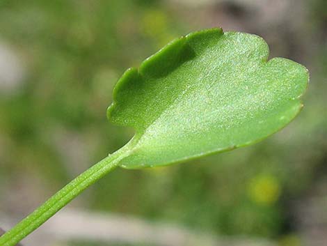 Alkali Buttercup (Ranunculus cymbalaria)