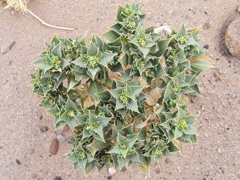 Annual Stillingia (Stillingia spinulosa)