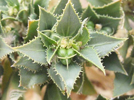Annual Stillingia (Stillingia spinulosa)
