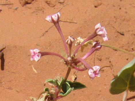Smallflower Sandverbena (Tripterocalyx micranthus)