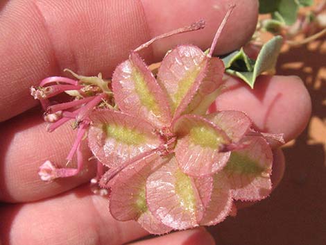 Smallflower Sandverbena (Tripterocalyx micranthus)