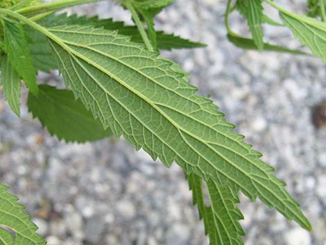 Stinging Nettle (Urtica dioica spp. holosericea)