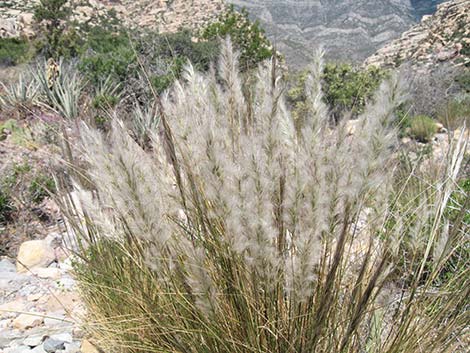 Desert Needlegrass (Achnatherum speciosum)