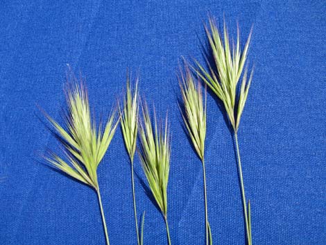 Red Brome Grass (Bromus rubens)