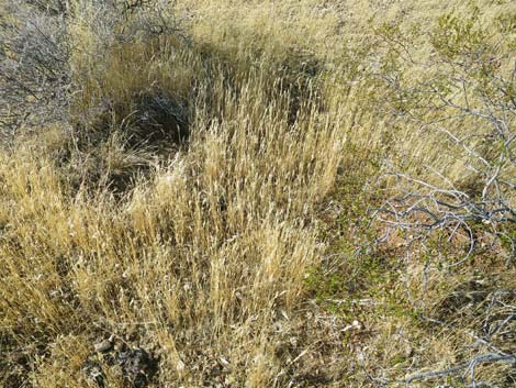 Red Brome Grass (Bromus rubens)