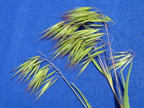 Cheat Grass (Bromis tectorum)