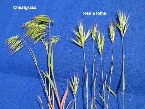 Cheat Grass (Bromis tectorum)