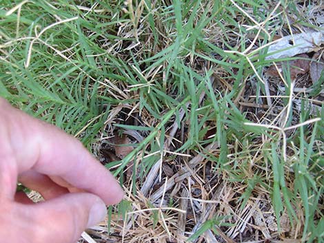 Bermudagrass (Cynodon dactylon)