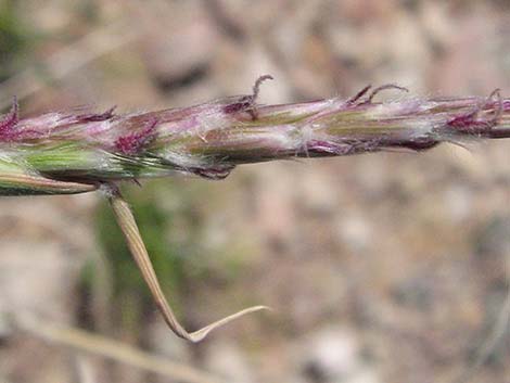 Big Galleta Grass (Pleuraphis rigida)